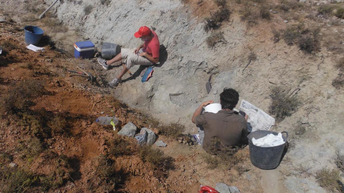 Traballos de estracción dos fósiles de plantas no xacemento de Las Zabacheras 