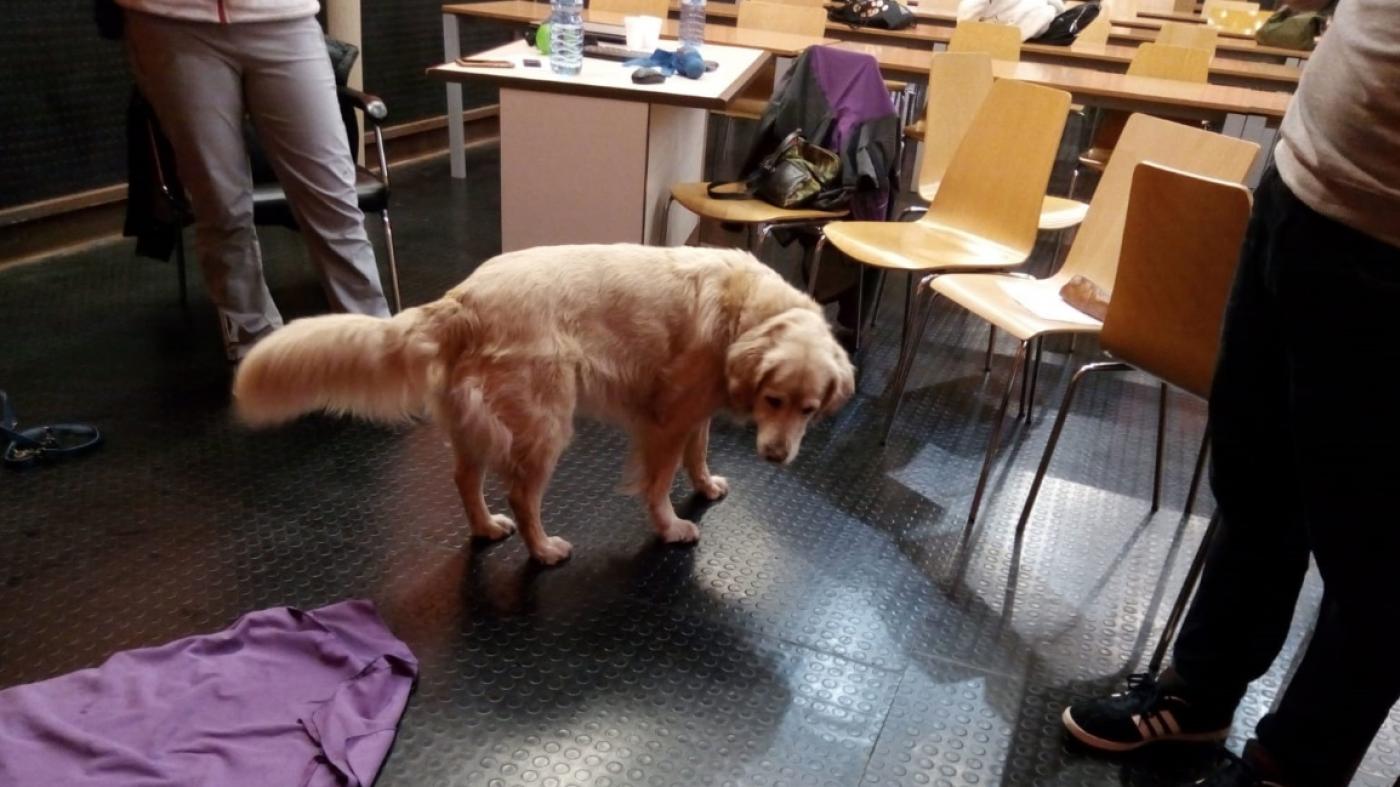 Alumnado de Ciencias da Educación familiarízase coa intervención asistida con cans 
