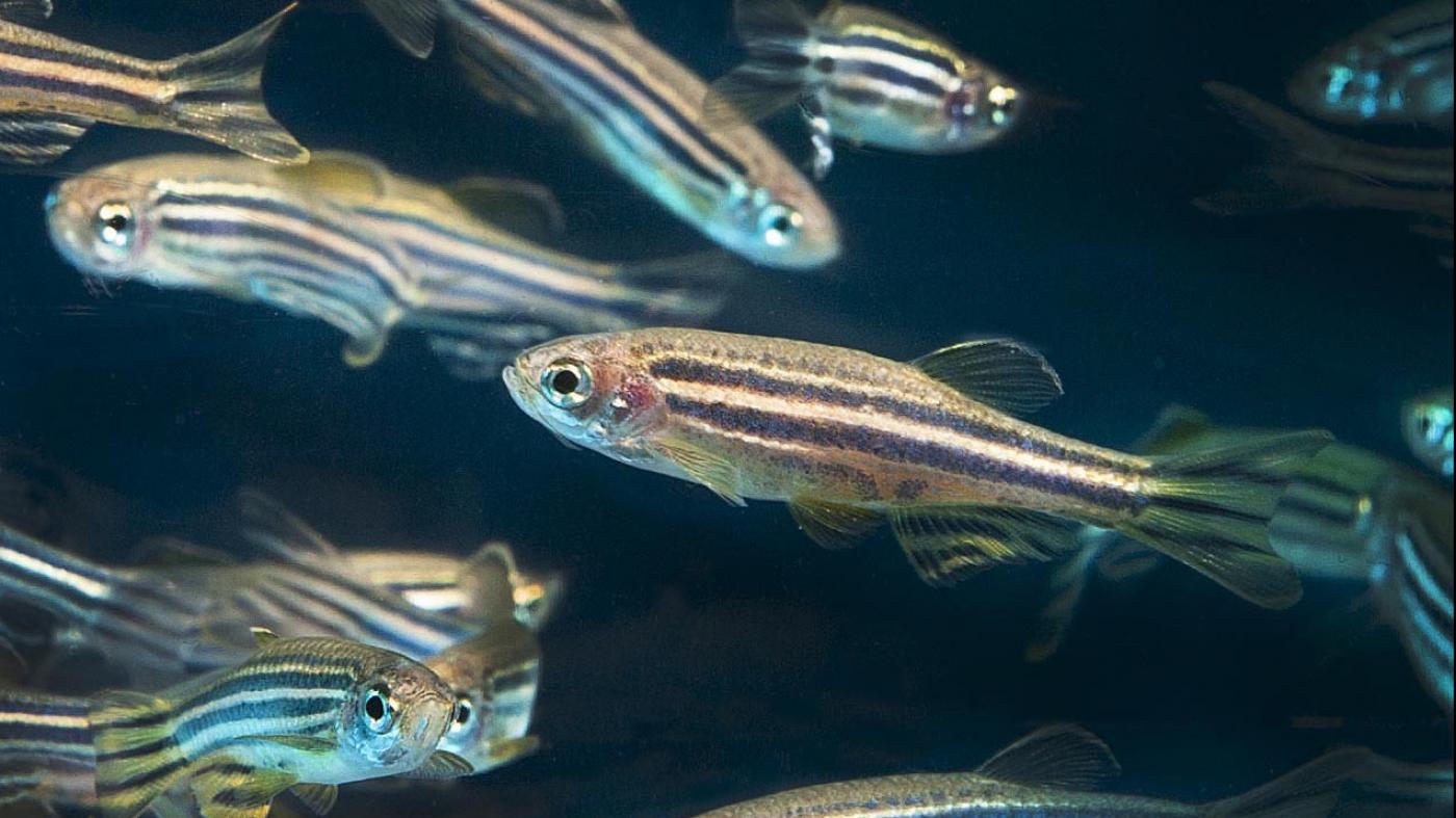 Utilizan peixes cebra para estudar a orixe e o desenvolvemento de enfermidades raras en humanos