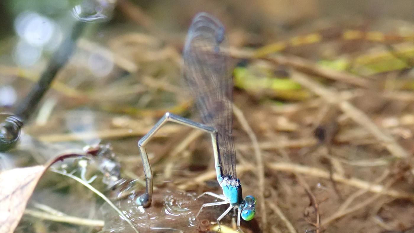 Un estudo constata a alta incidencia dunha bacteria en libélulas endémicas de Fiji 