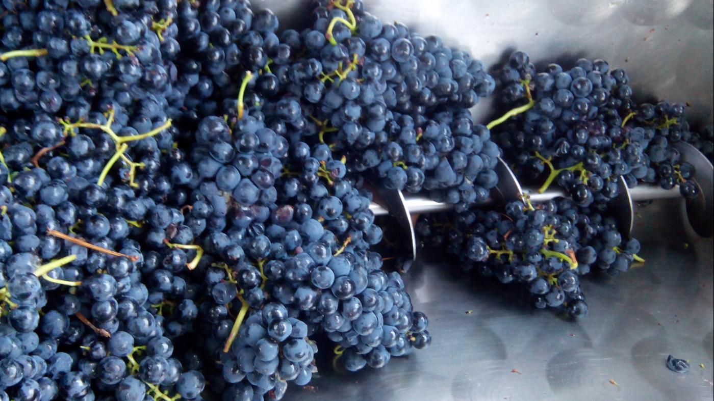 A presenza de residuos de funxicidas no medio fermentativo pode alterar o aroma do viño