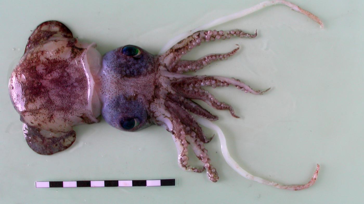 Investigadores do CIM-UVigo e do IEO publican o catálogo de cefalópodos que habitan a costa noroccidental africana