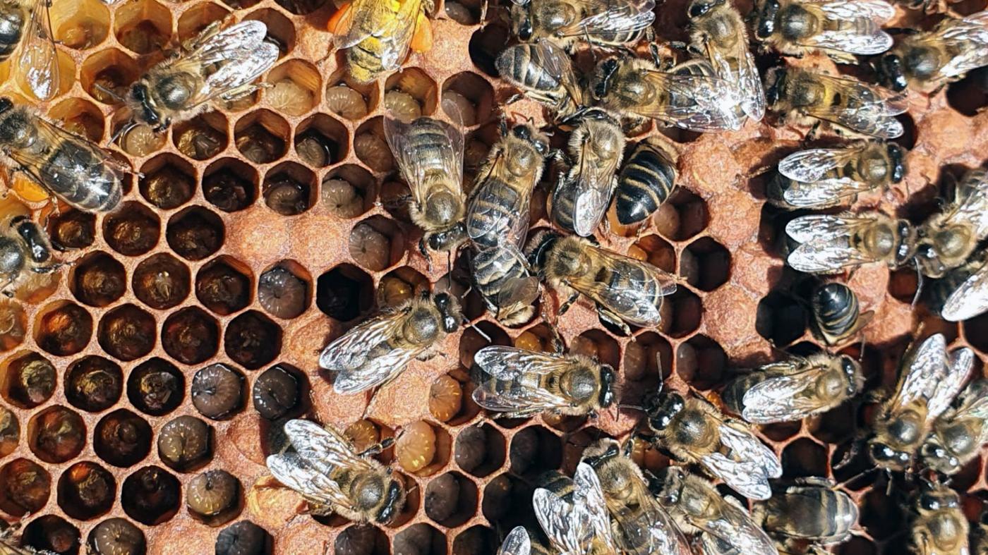 Un equipo da UVigo participa nun proxecto sobre innovación no proceso produtivo da apicultura 