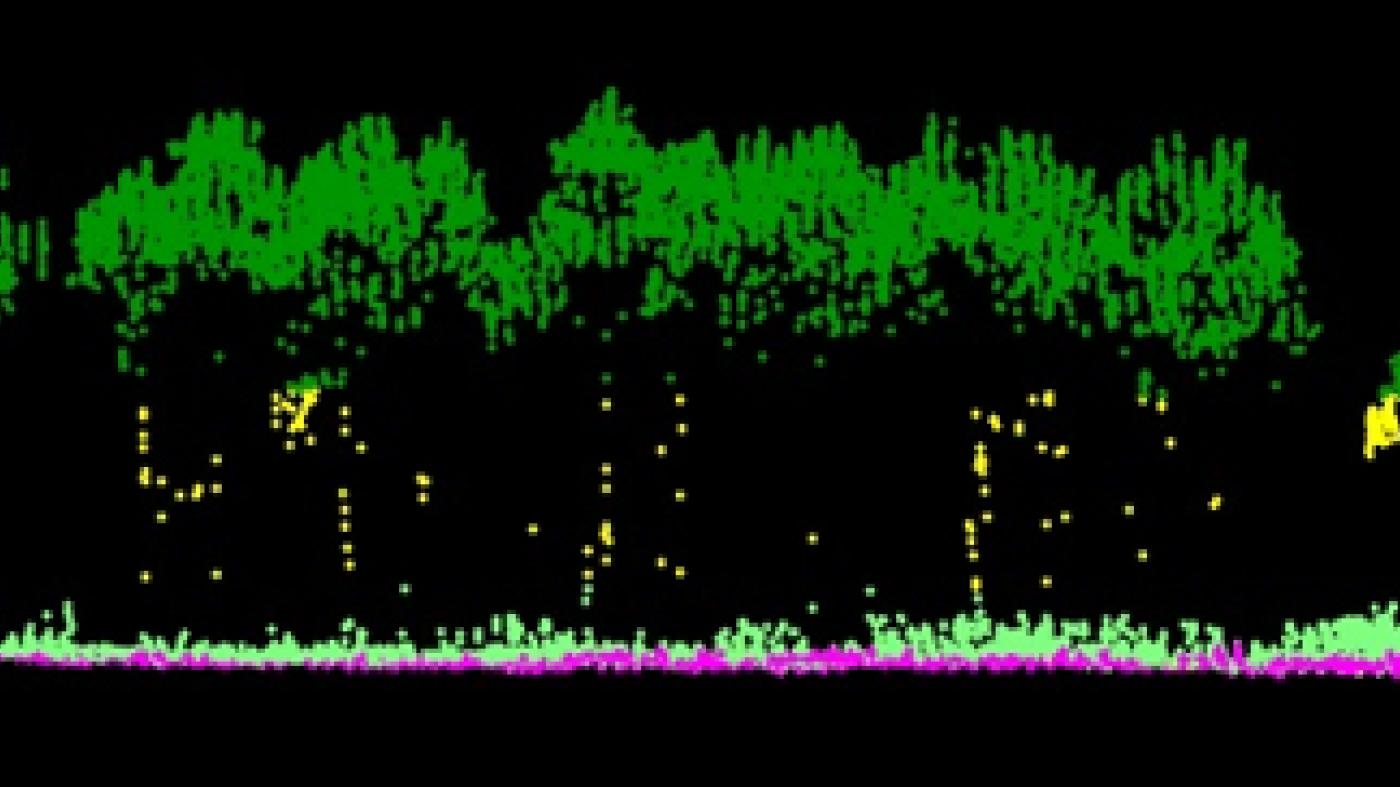 Investigadoras da EE Forestal desenvolven unha metodoloxía de caracterización de masas de eucaliptos con tecnoloxía Lidar