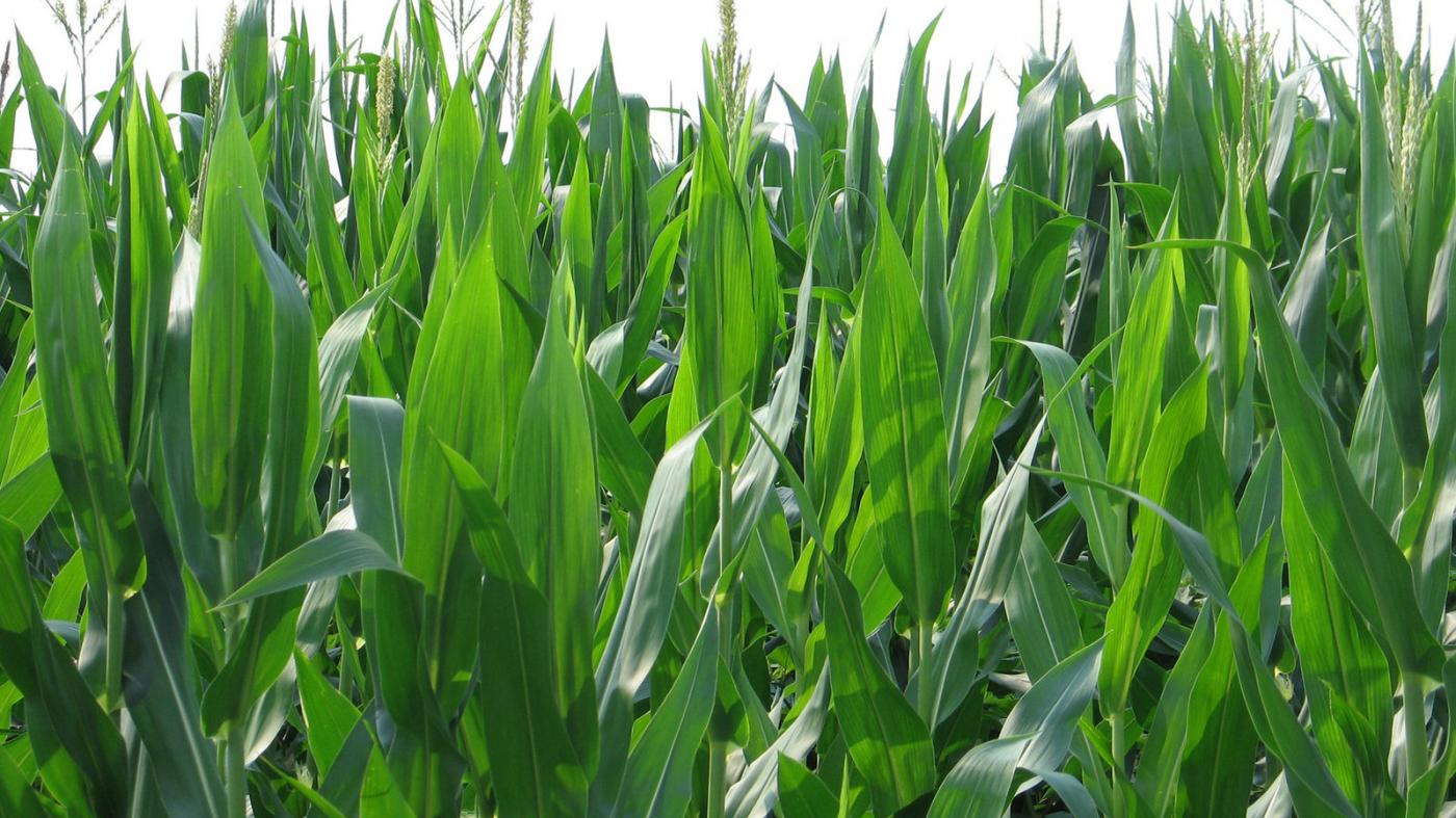 Unha investigadora da UVigo analizará a biodiversidade microbiana dos solos de campos de cultivo de millo forraxeiro