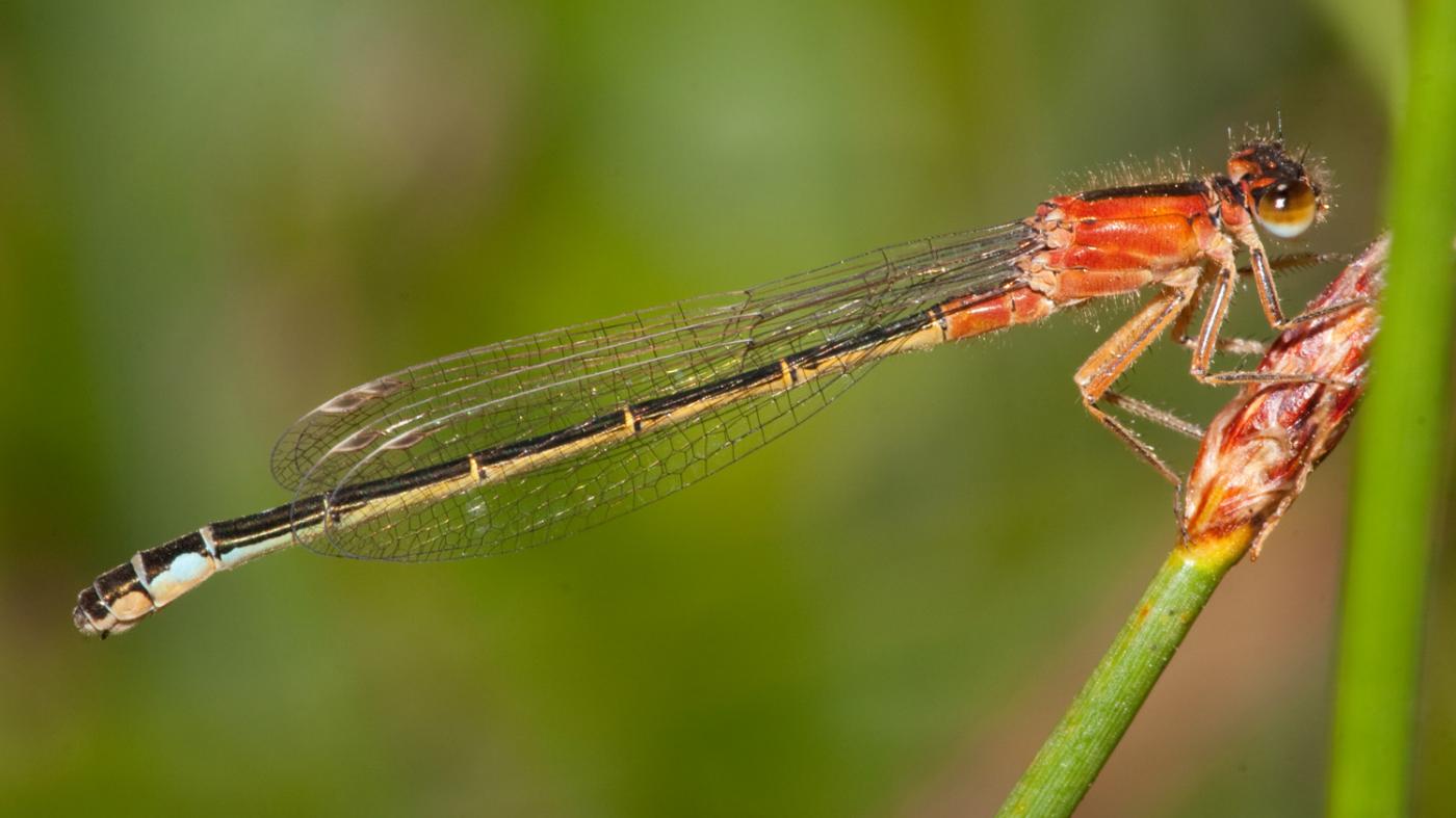 Investigadores de seis países analizan a evolución dun xénero de libélulas no que só as femias presentan polimorfismo de cor