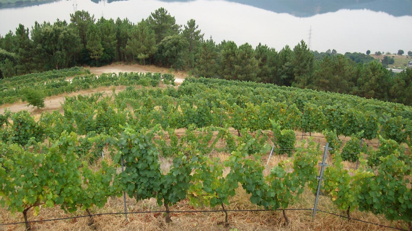 Unha tese desenvolve modelos de predición para optimizar a produción de viño na DOP Ribeiro  