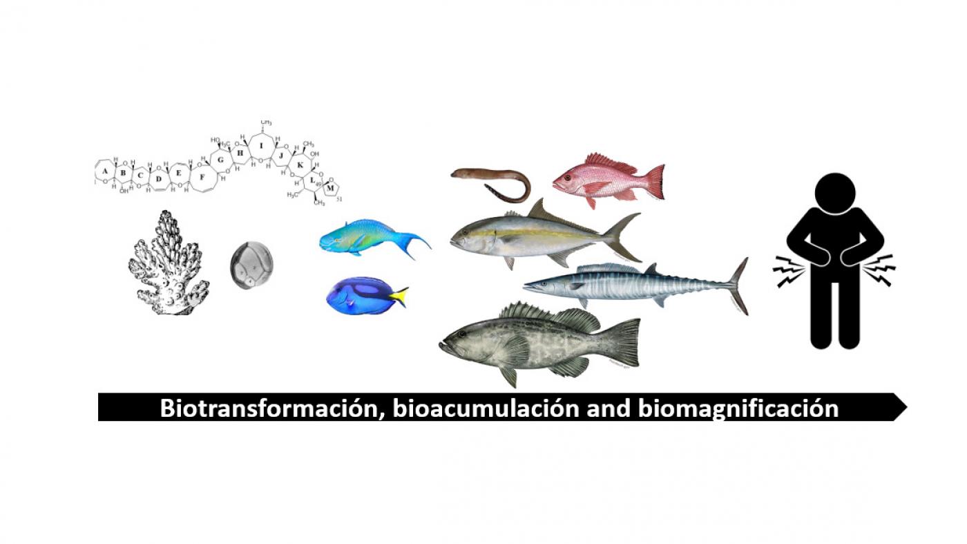 Unha tese desenvolve unha metodoloxía capaz de identificar, cuantificar e confirmar ciguatoxinas en peixes