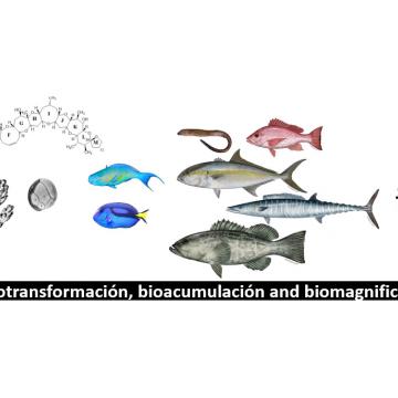 Unha tese desenvolve unha metodoloxía capaz de identificar, cuantificar e confirmar ciguatoxinas en peixes