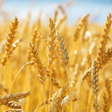 A UVigo participa nunha investigación europea para desentrañar o potencial do microbioma do trigo e desenvolver alimentos e pensos máis sans e sostibles 