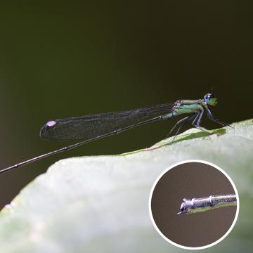 O grupo EcoEvo describe unha nova especie de libélula en Fixi