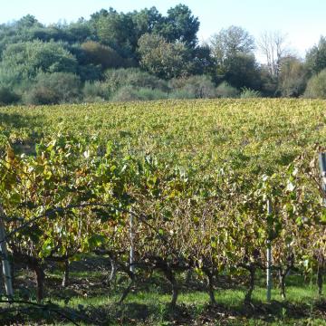 Grupos de investigación do campus propoñen novas estratexias para a xestión sostible de residuos vitivinícolas na provincia de Ourense