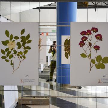 Unha exposición amosa no campus o “herbario” que aflora na obra de Rosalía de Castro 