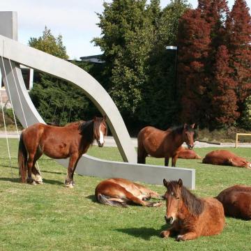 Cabalos do monte no campus
